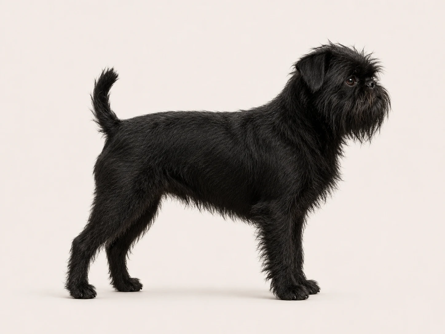 Affenpinscher - fotografía de raza